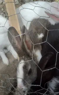 خرگوش اصیل
