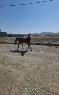 اسب