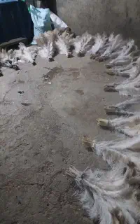 پر شتر مرغ