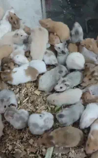 پرورش همستر فروش بصورت عمده