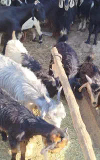 ۹عدد بز کهره دار درشت ویک پازن جوان