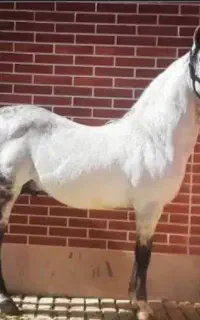 فروش ۳راس اسب درجه یک