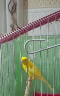 قناری نر
