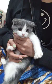 گربه اسکاتیش