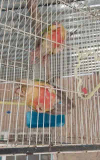 گرینچیک