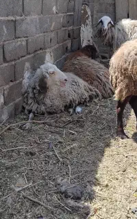 ۴عددمیش