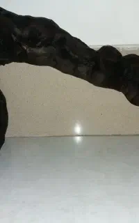 چوب آبنوس