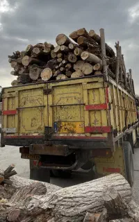 خریدار چوب ،قطع درخت برش کاری هرس
