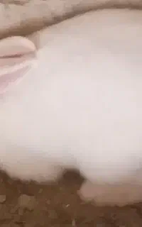 خرگوش نر و ماده بزرگ