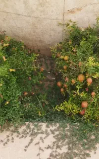 بره ماده 50 کیلویی