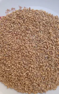گندم نونی