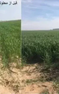 پرفروش‌ ترین کودارگانیک برای گیاهان
