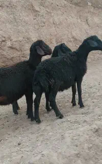 ۳راس بره نره قره قزل