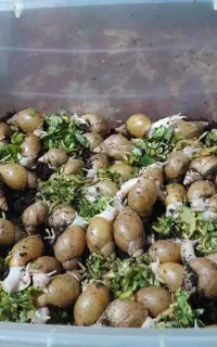 فروش حلزون طبی وحلزون تراپی برای دوستان ارایشگر
