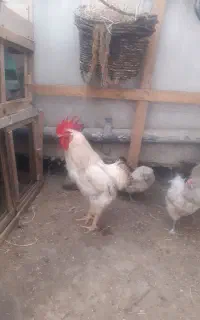 مرغ امرکانا و خروس گلین
