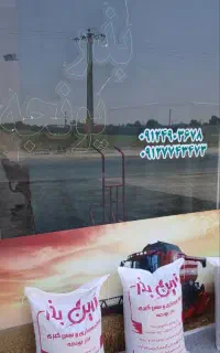بذر یونجه