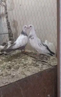 ماده دم قهوه ای دوتا جوجه دم قهوه ای