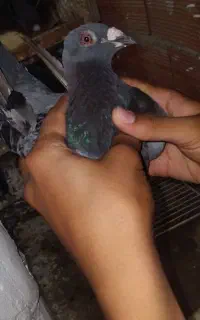 مگس