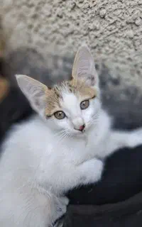 بچه گربه گم شده