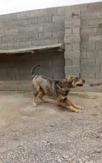 سگ پژدر
