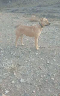 واگذاری ماده
