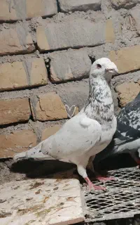 سار نر