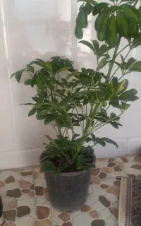 گل شف لورا اپارتمانی