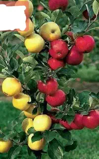 فروش انواع نهال پیوندی اصلاح شده یاسوج