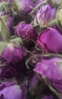 غنچه گل محمدی