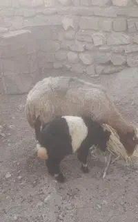 گوسفند همراه با بره