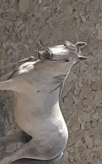 مادیون ترک