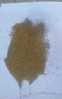 بذر یونجه قره یونجه