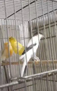 قناری نر مست