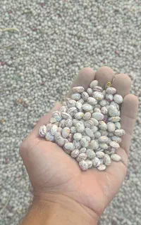 لوبیا