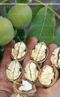 گردو به شرط پوست کاغذی