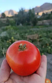 گوجه درجه یک کُرُه