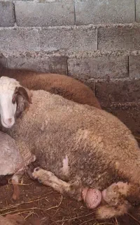 فروش یه عدد بره نر