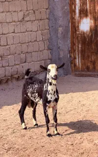 نری مخصوص داست