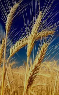 فروش گندم امید بردسیر