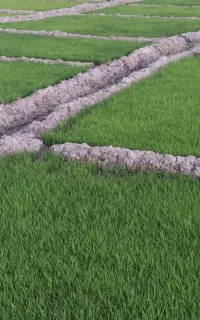 فروش تخم شلتوک(چلتیک) گهر