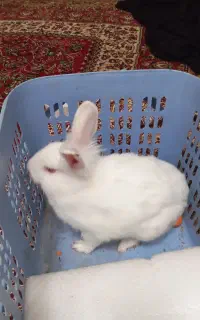خرگوش باهوش