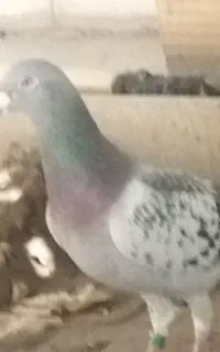 کبوتر