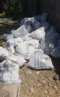 کودگاوی خشک یکساله