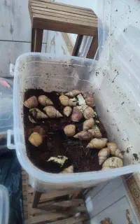 حلزون آلبینو