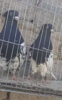 سرسیا