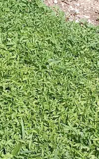 نشا تولکی گوجه