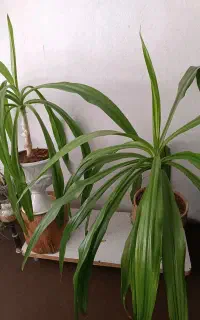 گل موزی