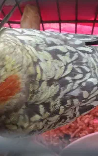 عروس هلندی