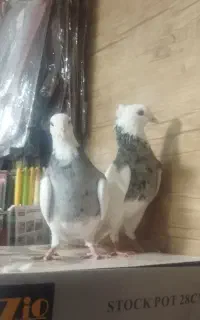 کبوتر طوقی نرو ماده الماسی