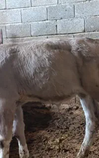 گوساله سمینتال